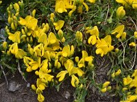 Genista subcapitata 1, Saxifraga-Harry Jans Genista subcapitata